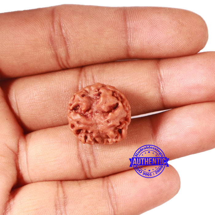 2 Mukhi Rudraksha from Nepal - Bead No. 152