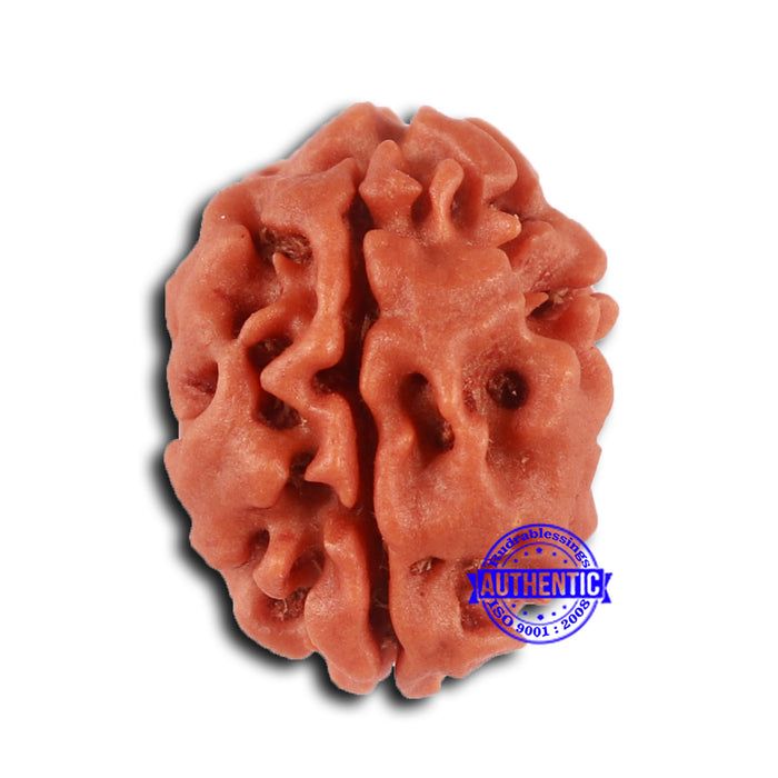 2 Mukhi Rudraksha from Nepal - Bead No. 152