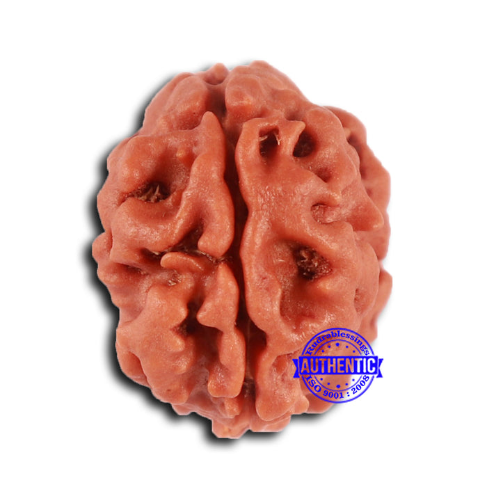 2 Mukhi Rudraksha from Nepal - Bead No. 152