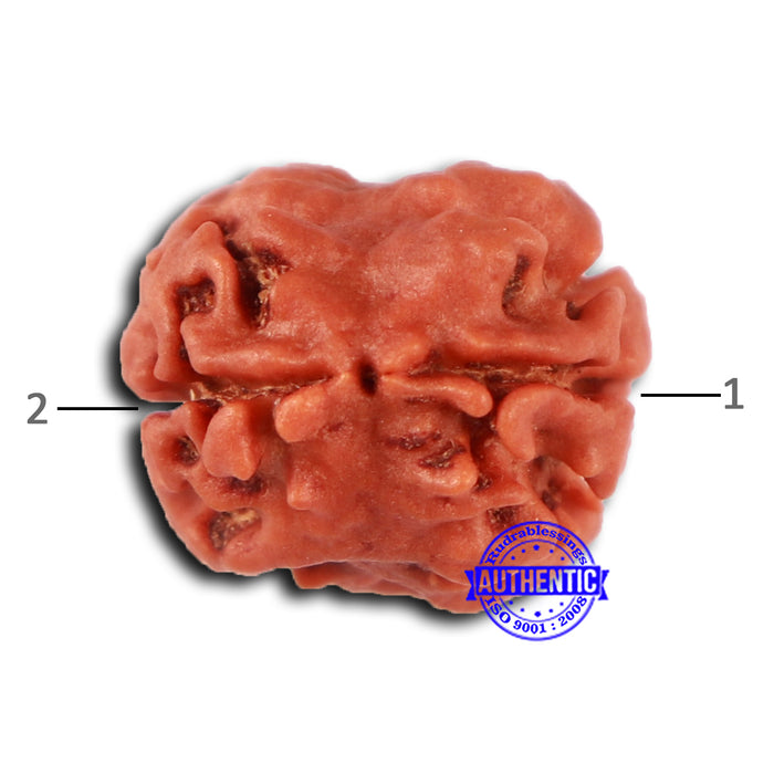 2 Mukhi Rudraksha from Nepal - Bead No. 153