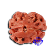 Load image into Gallery viewer, 2 Mukhi Rudraksha from Nepal - Bead No. 153
