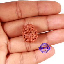 Load image into Gallery viewer, 2 Mukhi Rudraksha from Nepal - Bead No. 153
