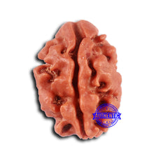 Load image into Gallery viewer, 2 Mukhi Rudraksha from Nepal - Bead No. 153
