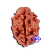 Load image into Gallery viewer, 2 Mukhi Rudraksha from Nepal - Bead No. 153
