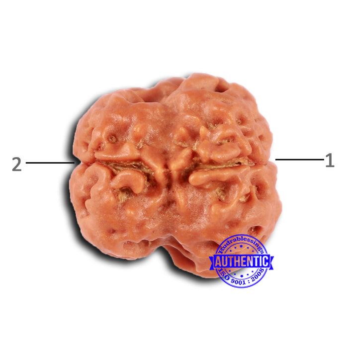 2 Mukhi Rudraksha from Nepal - Bead No. 154