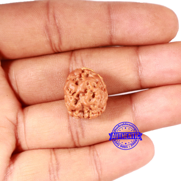 2 Mukhi Rudraksha from Nepal - Bead No. 154
