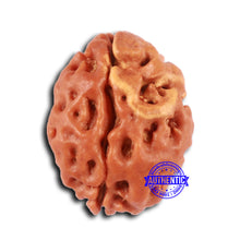 Load image into Gallery viewer, 2 Mukhi Rudraksha from Nepal - Bead No. 154
