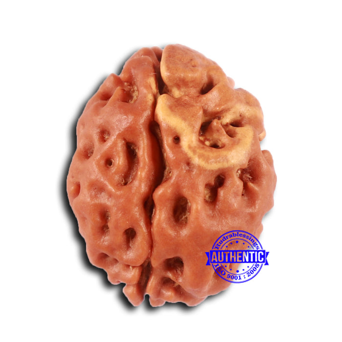 2 Mukhi Rudraksha from Nepal - Bead No. 154