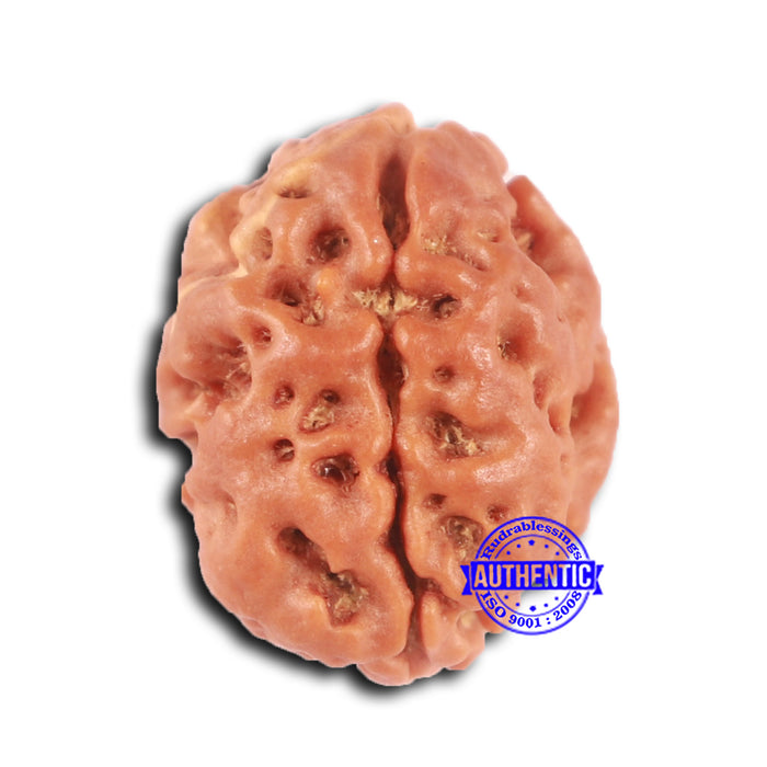 2 Mukhi Rudraksha from Nepal - Bead No. 154