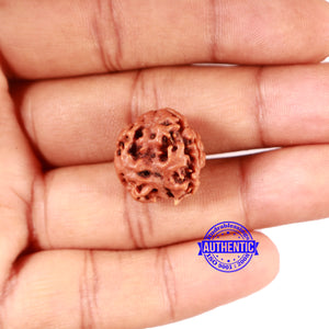 2 Mukhi Rudraksha from Nepal - Bead No. 155
