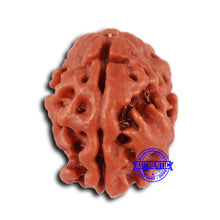 Load image into Gallery viewer, 2 Mukhi Rudraksha from Nepal - Bead No. 155
