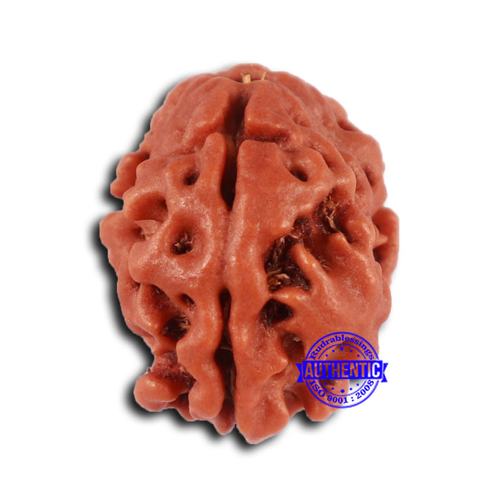 2 Mukhi Rudraksha from Nepal - Bead No. 155