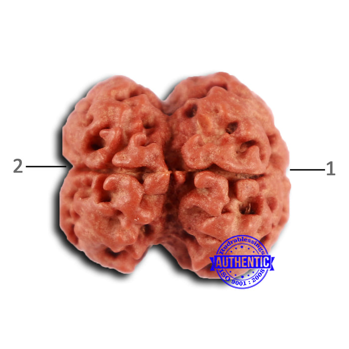 2 Mukhi Rudraksha from Nepal - Bead No. 156