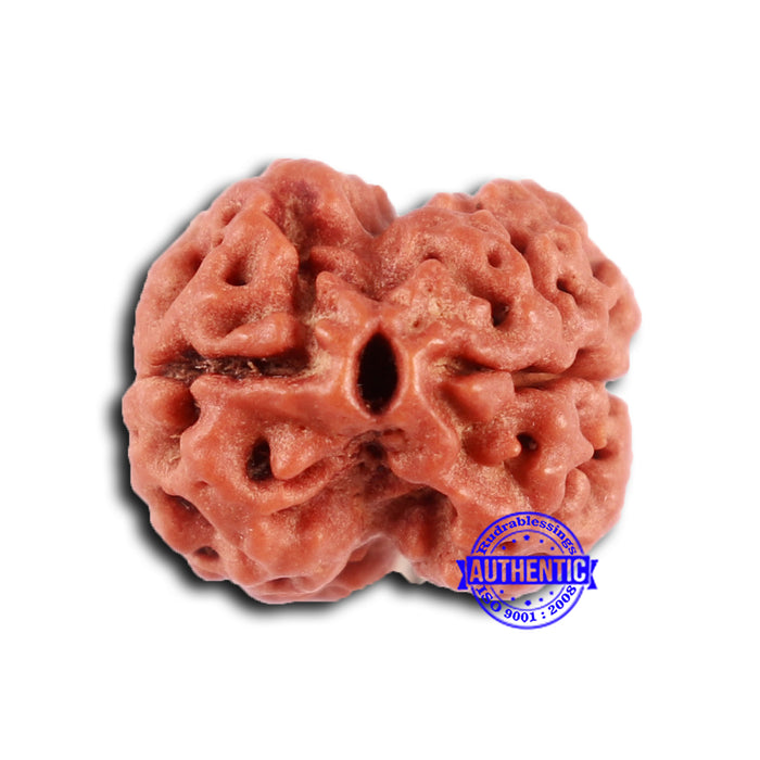 2 Mukhi Rudraksha from Nepal - Bead No. 156
