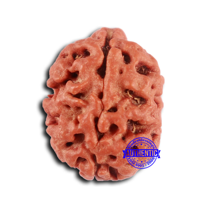 2 Mukhi Rudraksha from Nepal - Bead No. 156
