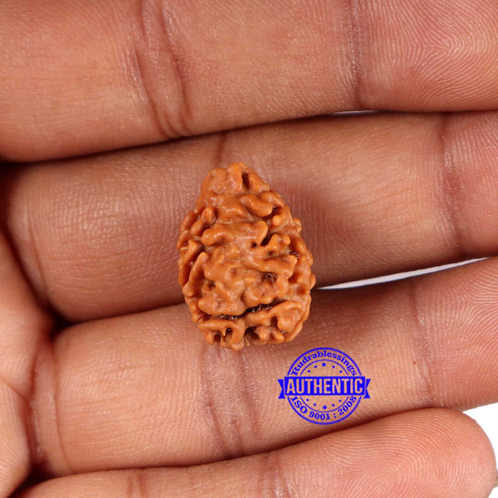 2 Mukhi Rudraksha from Nepal - Bead No. 159