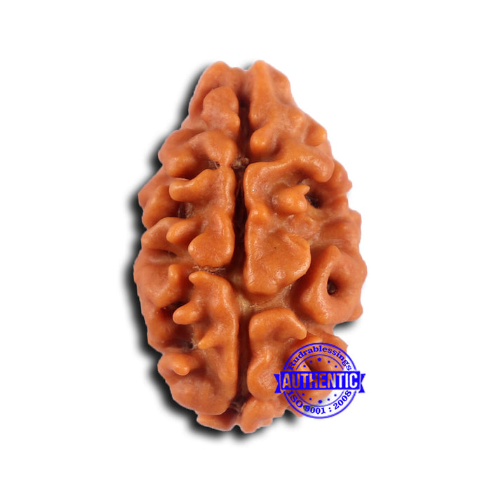 2 Mukhi Rudraksha from Nepal - Bead No. 159