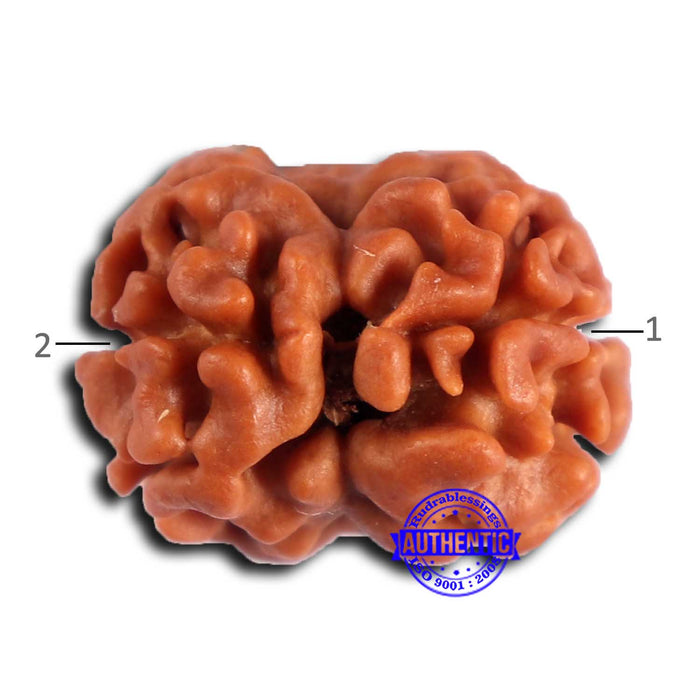 2 Mukhi Rudraksha from Nepal - Bead No. 162