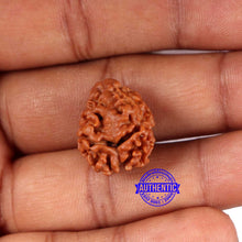 Load image into Gallery viewer, 2 Mukhi Rudraksha from Nepal - Bead No. 162
