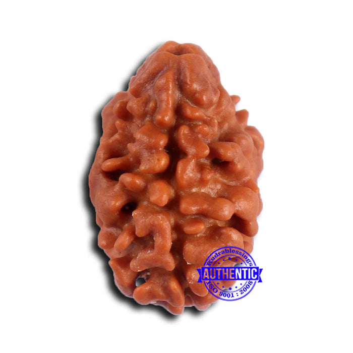 2 Mukhi Rudraksha from Nepal - Bead No. 162
