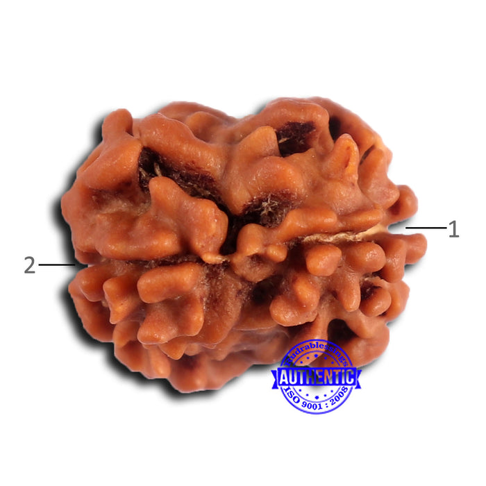 2 Mukhi Rudraksha from Nepal - Bead No. 164