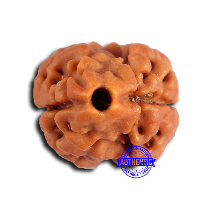 2 Mukhi Rudraksha from Nepal - Bead No. 165