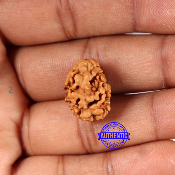 2 Mukhi Rudraksha from Nepal - Bead No. 167
