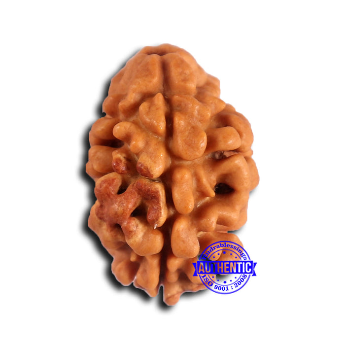 2 Mukhi Rudraksha from Nepal - Bead No. 168