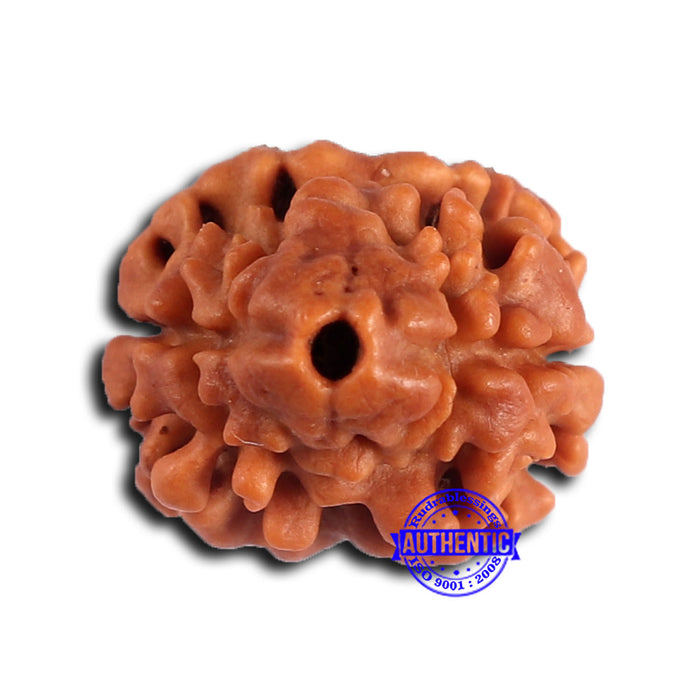 2 Mukhi Rudraksha from Nepal - Bead No. 169