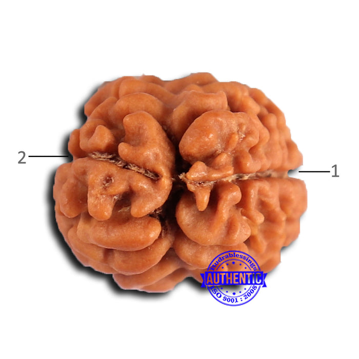 2 Mukhi Rudraksha from Nepal - Bead No. 170