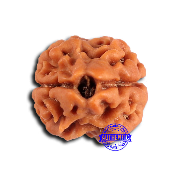 2 Mukhi Rudraksha from Nepal - Bead No. 170
