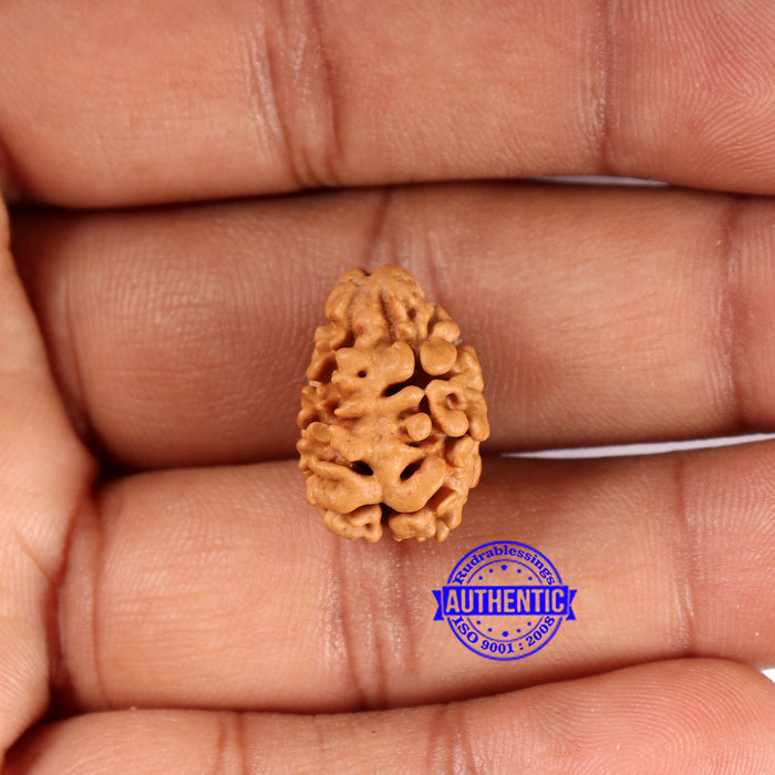2 Mukhi Rudraksha from Nepal - Bead No. 171