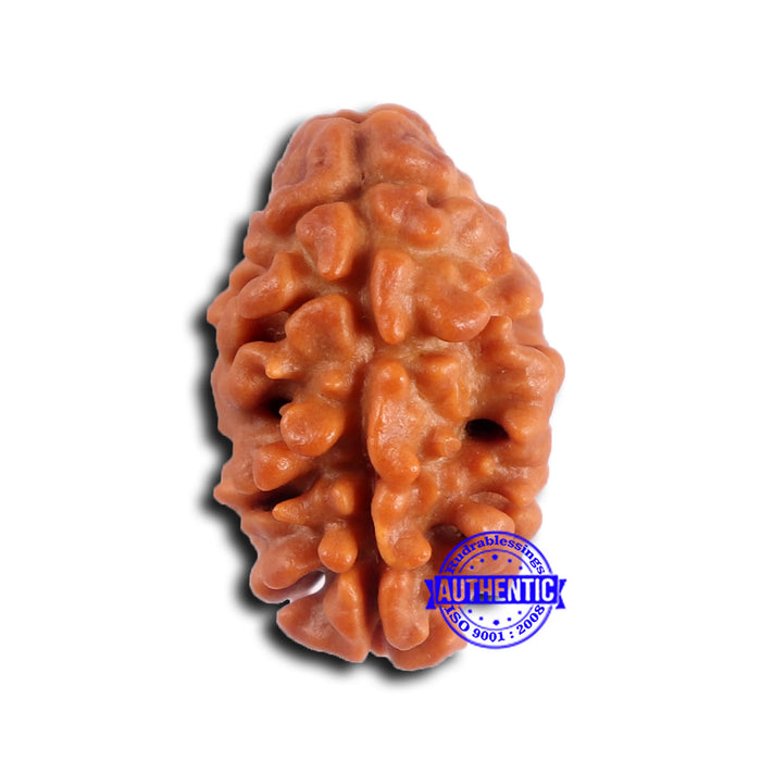 2 Mukhi Rudraksha from Nepal - Bead No. 172