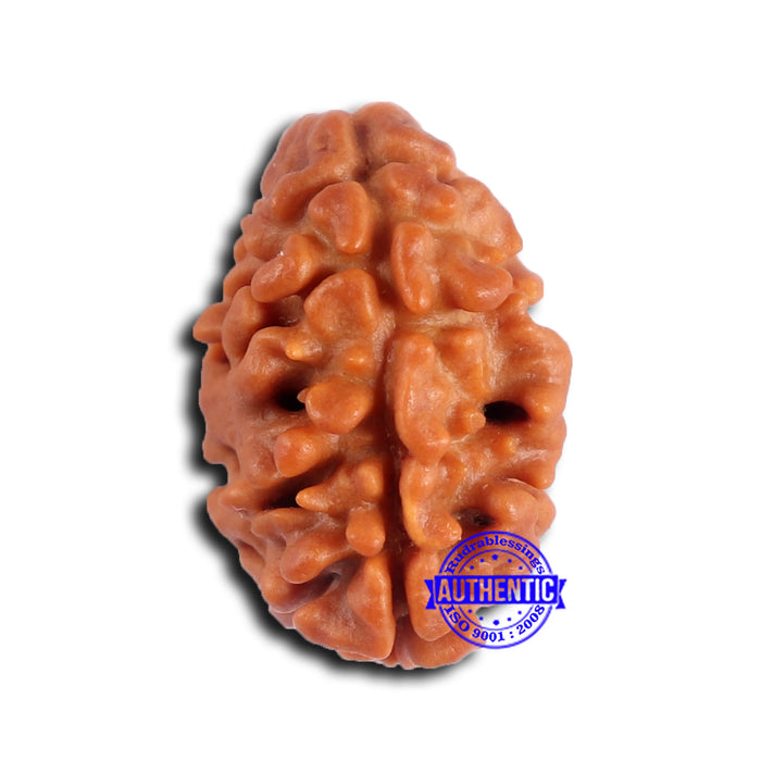 2 Mukhi Rudraksha from Nepal - Bead No. 172