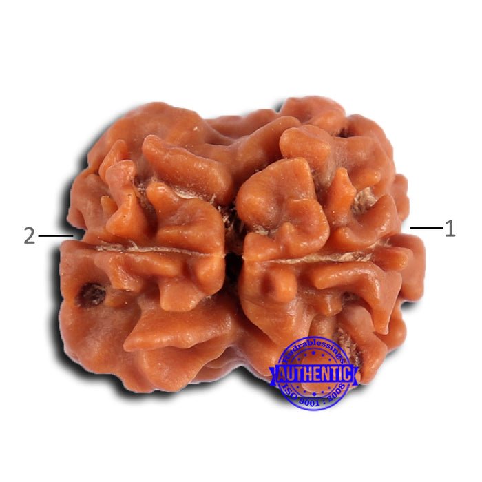 2 Mukhi Rudraksha from Nepal - Bead No. 173
