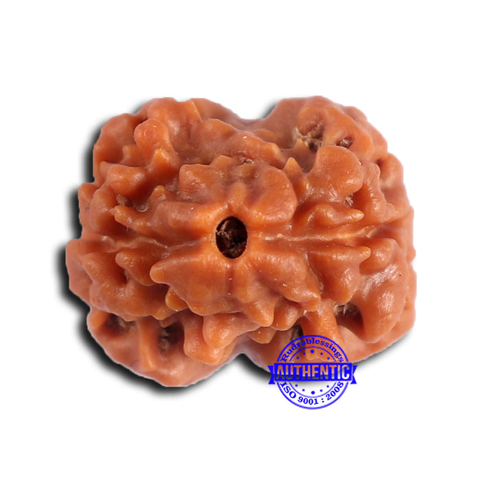 2 Mukhi Rudraksha from Nepal - Bead No. 173