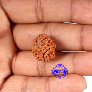 2 Mukhi Rudraksha from Nepal - Bead No. 173
