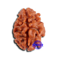 Load image into Gallery viewer, 2 Mukhi Rudraksha from Nepal - Bead No. 173
