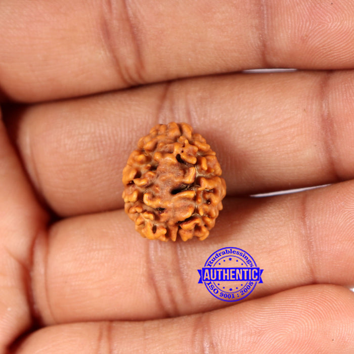 2 Mukhi Rudraksha from Nepal - Bead No. 174