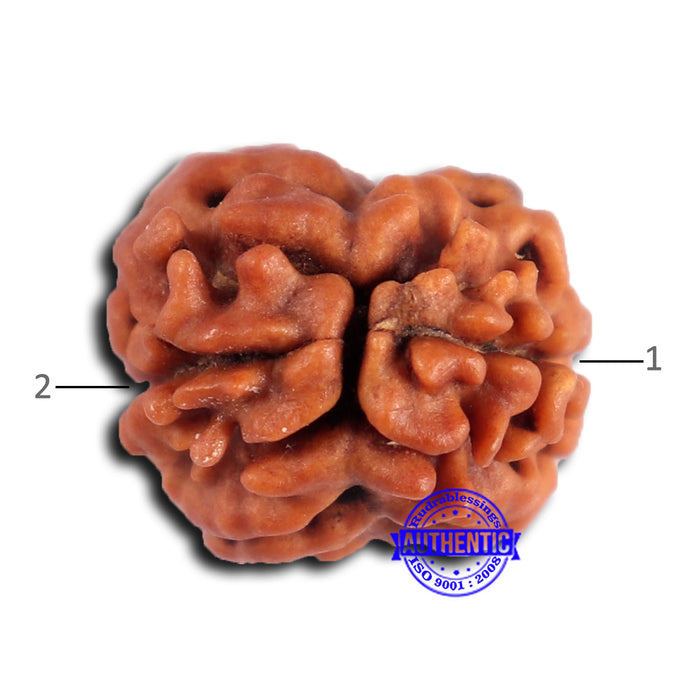 2 Mukhi Rudraksha from Nepal - Bead No. 177