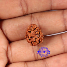 Load image into Gallery viewer, 2 Mukhi Rudraksha from Nepal - Bead No. 177
