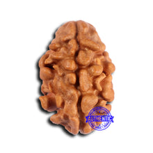 Load image into Gallery viewer, 2 Mukhi Rudraksha from Nepal - Bead No. 178
