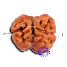 Load image into Gallery viewer, 2 Mukhi Rudraksha from Nepal - Bead No. 179
