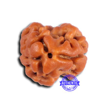 Load image into Gallery viewer, 2 Mukhi Rudraksha from Nepal - Bead No. 179
