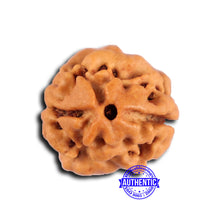 Load image into Gallery viewer, 2 Mukhi Rudraksha from Nepal - Bead No. 180

