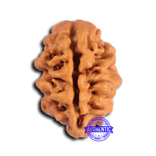 Load image into Gallery viewer, 2 Mukhi Rudraksha from Nepal - Bead No. 180
