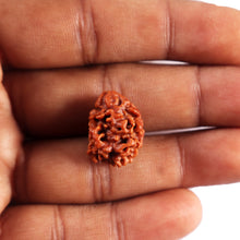 Load image into Gallery viewer, 2 Mukhi Rudraksha from Nepal - Bead No. 186
