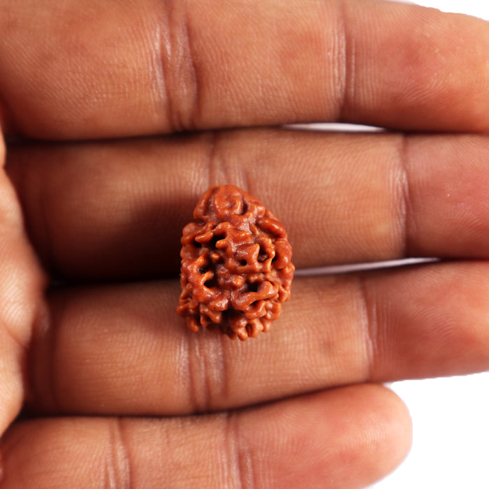 2 Mukhi Rudraksha from Nepal - Bead No. 186