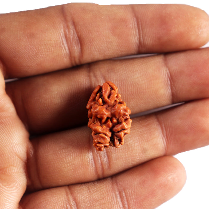 2 Mukhi Rudraksha from Nepal - Bead No. 187