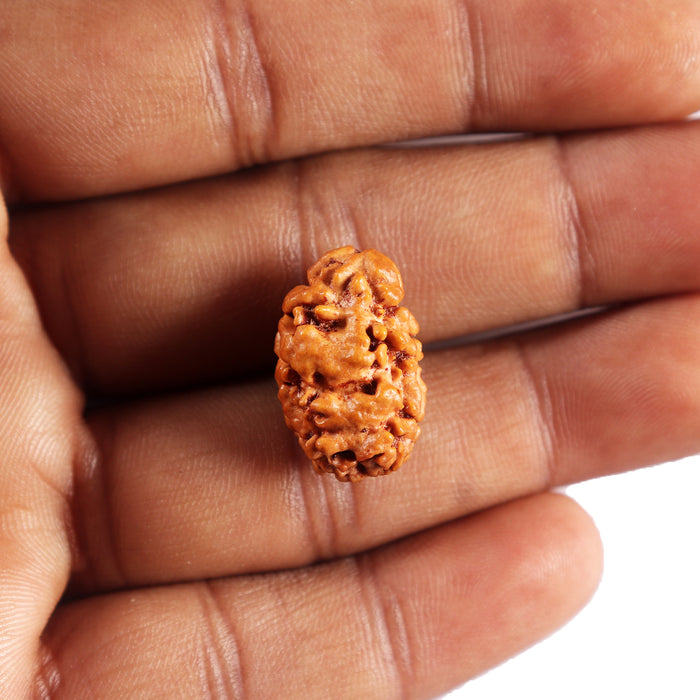 2 Mukhi Rudraksha from Nepal - Bead No. 188